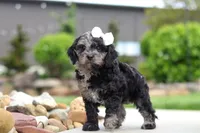 Paris, a female Cavapoo for sale in Millersburg, OH – 7 of 7