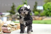 Paris, a female Cavapoo for sale in Millersburg, OH – 2 of 7