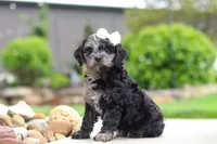 Paris, a female Cavapoo for sale in Millersburg, OH – 3 of 7