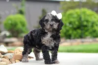 Paris, a female Cavapoo for sale in Millersburg, OH – 5 of 7