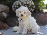 Zane, a male Lagotto Romagnolo for sale in Millersburg, OH – 3 of 5