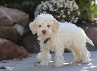 Zane, a male Lagotto Romagnolo for sale in Millersburg, OH – 4 of 5