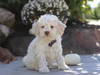Zane, a male Lagotto Romagnolo for sale in Millersburg, OH – 2 of 5