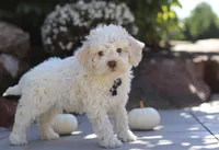 Zane, a male Lagotto Romagnolo for sale in Millersburg, OH – 5 of 5