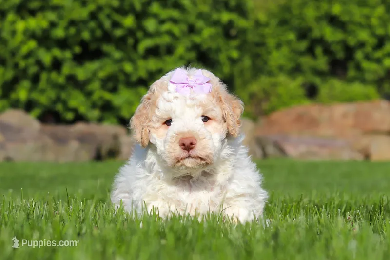 Kaylee – Lagotto Romagnolo puppy for sale in Millersburg, OH