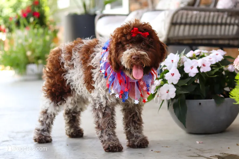 Layla – Lagotto Romagnolo puppy for sale in Millersburg, OH