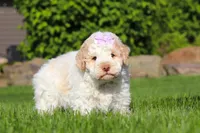Kaylee, a female Lagotto Romagnolo for sale in Millersburg, OH – 4 of 7