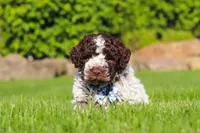 Riley, a male Lagotto Romagnolo for sale in Millersburg, OH – 3 of 10
