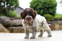 Leo, a male Lagotto Romagnolo for sale in Millersburg, OH – 2 of 5