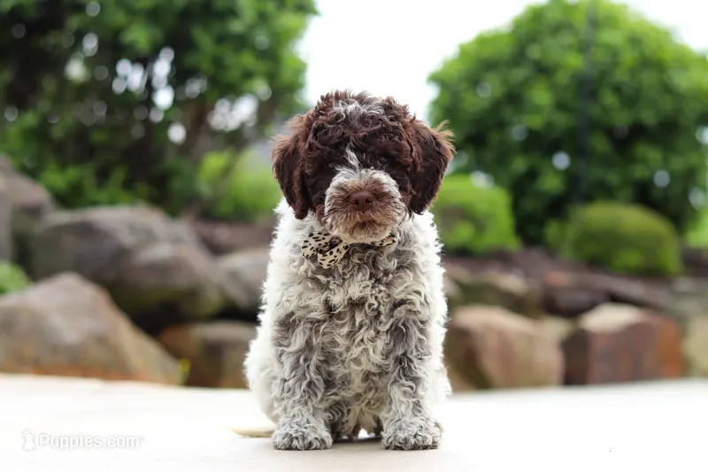 Leo – Lagotto Romagnolo puppy for sale in Millersburg, OH