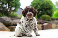 Leo, a male Lagotto Romagnolo for sale in Millersburg, OH – 4 of 5