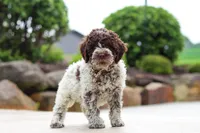 Leo, a male Lagotto Romagnolo for sale in Millersburg, OH – 3 of 5