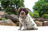 Leo, a male Lagotto Romagnolo for sale in Millersburg, OH – 5 of 5