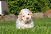 Kaylee, a female Lagotto Romagnolo for sale in Millersburg, OH – 5 of 7