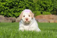 Kaylee, a female Lagotto Romagnolo for sale in Millersburg, OH – 2 of 7