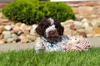 Riley, a male Lagotto Romagnolo for sale in Millersburg, OH – 9 of 10