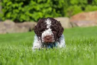 Riley, a male Lagotto Romagnolo for sale in Millersburg, OH – 6 of 10