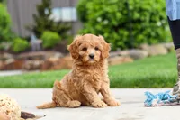 Poppy, a female Cavapoo for sale in Millersburg, OH – 8 of 8