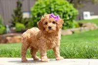 Poppy, a female Cavapoo for sale in Millersburg, OH – 5 of 8