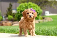 Poppy, a female Cavapoo for sale in Millersburg, OH – 7 of 8