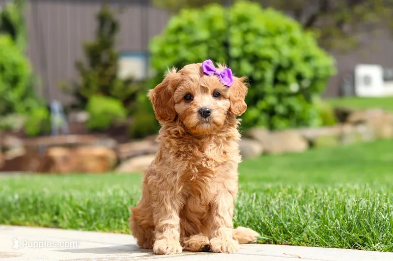 Poppy – Cavapoo puppy for sale in Millersburg, OH