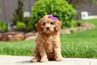 Poppy, a female Cavapoo for sale in Millersburg, OH – 2 of 8