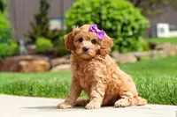 Poppy, a female Cavapoo for sale in Millersburg, OH – 3 of 8