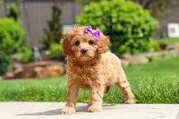 Poppy, a female Cavapoo for sale in Millersburg, OH – 6 of 8