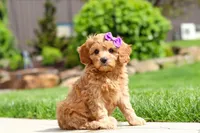 Poppy, a female Cavapoo for sale in Millersburg, OH – 4 of 8