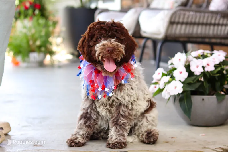Leo – Lagotto Romagnolo puppy for sale in Millersburg, OH