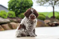 Bluey, a male Lagotto Romagnolo for sale in Millersburg, OH – 6 of 8