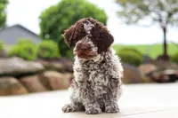Bluey, a male Lagotto Romagnolo for sale in Millersburg, OH – 1 of 8