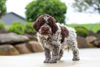 Bluey, a male Lagotto Romagnolo for sale in Millersburg, OH – 7 of 8