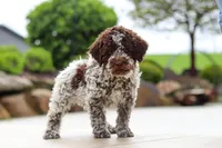 Bluey, a male Lagotto Romagnolo for sale in Millersburg, OH – 2 of 8