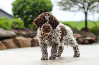 Bluey, a male Lagotto Romagnolo for sale in Millersburg, OH – 4 of 8