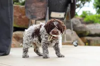Bluey, a male Lagotto Romagnolo for sale in Millersburg, OH – 8 of 8