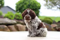 Bluey, a male Lagotto Romagnolo for sale in Millersburg, OH – 3 of 8