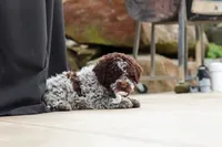 Bluey, a male Lagotto Romagnolo for sale in Millersburg, OH – 5 of 8