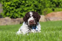 Riley, a male Lagotto Romagnolo for sale in Millersburg, OH – 2 of 10