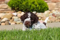Riley, a male Lagotto Romagnolo for sale in Millersburg, OH – 7 of 10