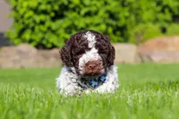 Riley, a male Lagotto Romagnolo for sale in Millersburg, OH – 5 of 10