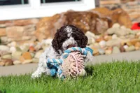 Riley, a male Lagotto Romagnolo for sale in Millersburg, OH – 8 of 10