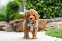 Maverick, a male Cavapoo for sale in Millersburg, OH – 5 of 7