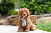 Maverick, a male Cavapoo for sale in Millersburg, OH – 4 of 7