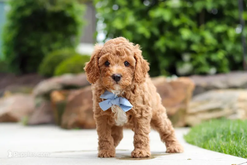 Maverick – Cavapoo puppy for sale in Millersburg, OH