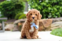 Maverick, a male Cavapoo for sale in Millersburg, OH – 2 of 7