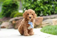 Maverick, a male Cavapoo for sale in Millersburg, OH – 3 of 7