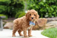 Maverick, a male Cavapoo for sale in Millersburg, OH – 6 of 7