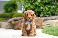 Maverick, a male Cavapoo for sale in Millersburg, OH – 7 of 7