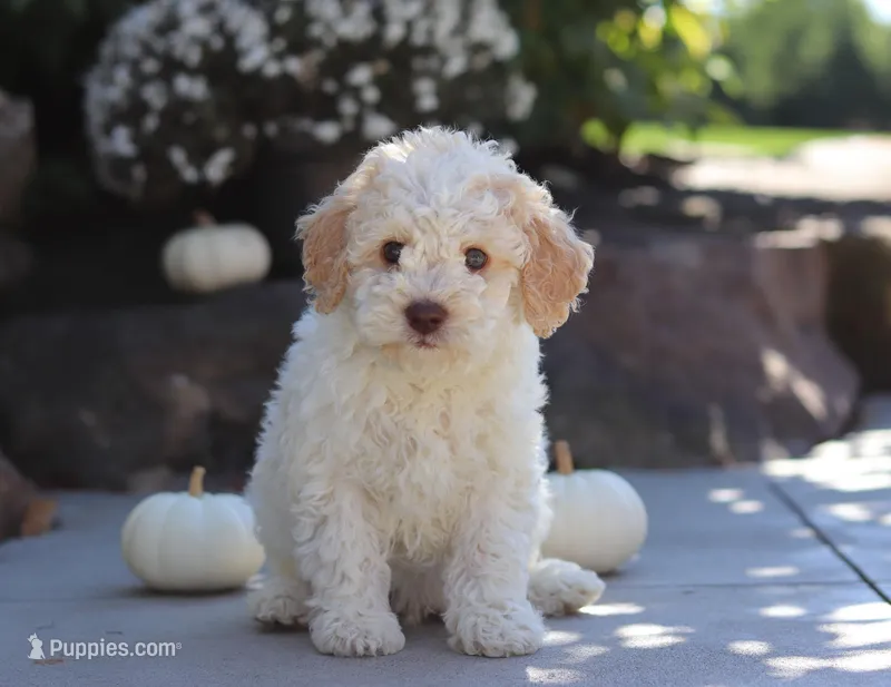 Cruz, a male Lagotto Romagnolo for sale in Millersburg, OH – 1 of 5
